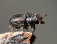 Mountain Pine Beetle