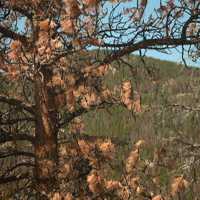 Tree Damaged By Pine Beetle