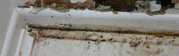 Can a Moisture Meter Detect Mold