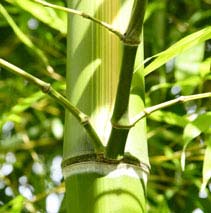 Bamboo Detail