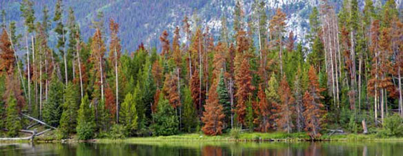 Mountain Pine Beetle Damage