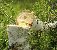 Fresh-Cut-Birch-Tree