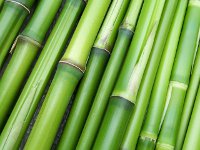 Cut Bamboo