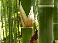 Bamboo Closeup