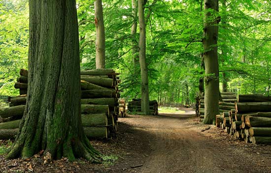 logs in the forest